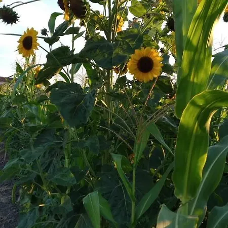 Settecentoalberi Alloggio per agriturismo Noventa di Piave