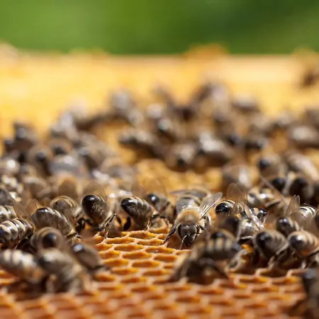 Settecentoalberi Alojamento de Turismo Rural